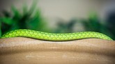 Proyek tersebut dilakukan oleh badan amal kesehatan global Wellcome Trust Inggris pada Kamis. Hal ini dilakukan untuk meningkatkan pasokan antivenom dunia. (Nick Ballon/Wellcome/via REUTERS)