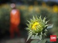 NYALANG: Nyanyi Suka Hati Dewi Matahari