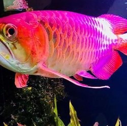 Jualan Ikan Arwana, Saham Emiten Ini Melonjak 24% Sehari