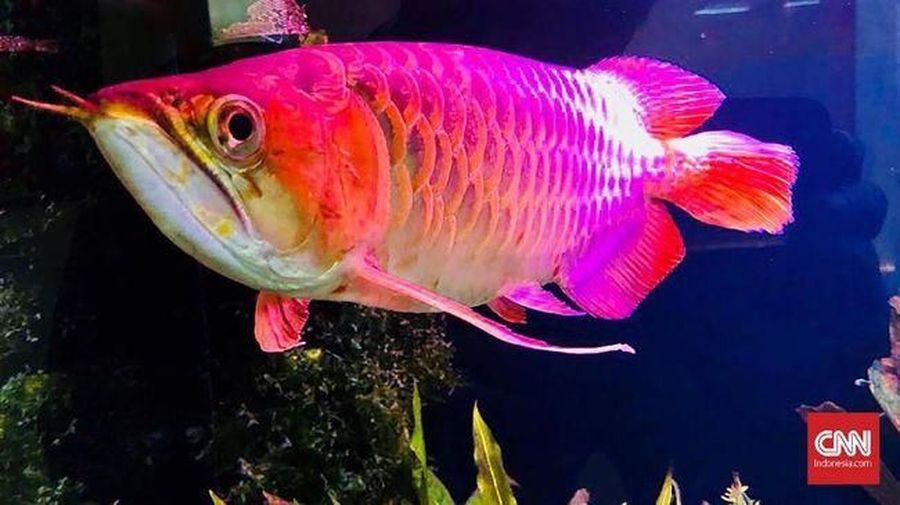 Ikan arwana/CNN Indonesia/Dinda Audriene Muthmainah