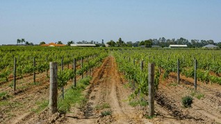 Menikmati Wine Langsung dari Kebun di Swan Valley
