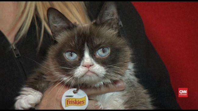 VIDEO: Kucing Meme Grumpy Cat Mati di Usia 7 Tahun