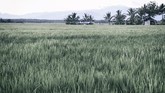 Hamparan sawah hasil kerja paksa para tahanan politik di Savana Jaya, Pulau Buru. Dengan alat seadanya para tapol bisa membuka lahan persawahan yang diperkirakan mencapai 2.500 hektare. (ANTARA FOTO/Hafidz Mubarak A)