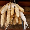 Bos Badan Pangan Beberkan Rencana Impor Jagung dan Alasannya