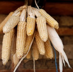 Bos Badan Pangan Beberkan Rencana Impor Jagung dan Alasannya