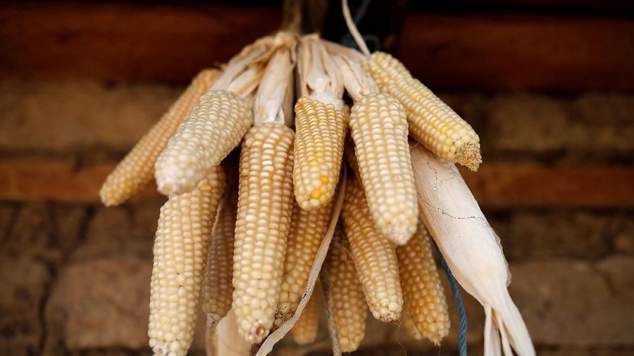Menurut Mendag harga jagung lokal saat ini lebih mahal dari jagung impor.