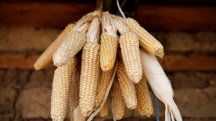 Aneh bin Ajaib, Jagung Lokal Lebih Mahal dari Jagung Impor