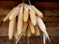 Bos Badan Pangan Beberkan Rencana Impor Jagung dan Alasannya