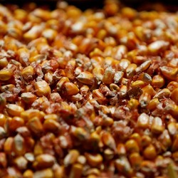 Wow! Impor Jagung RI Meledak Nyaris 200% di September 2024