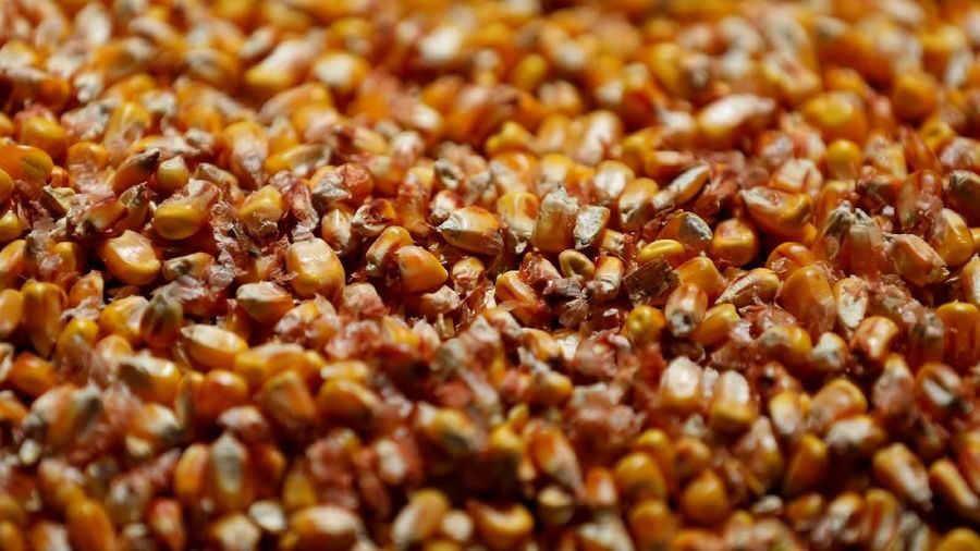 FILE PHOTO: Corn is seen at a farmers' cooperative in Maennolsheim, near Strasbourg, France, September 28, 2018. REUTERS/Vincent Kessler/File Photo