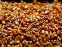 Tiba-tiba Peternak Minta Keran Impor Jagung Dibuka, Ada Apa?