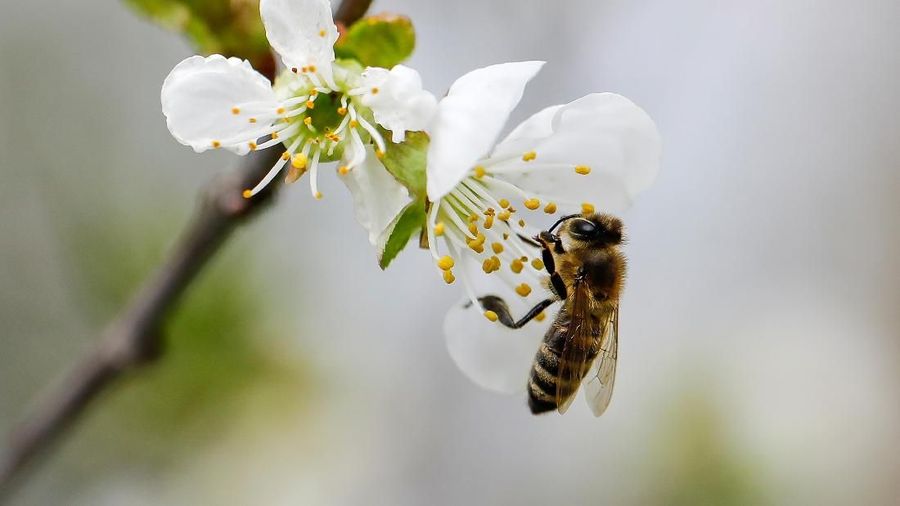 A bee collects nectar from a flower in a village of Ripanj near Belgrade, Serbia, April 9, 2019. Picture taken April 9, 2019. REUTERS/Marko Djurica