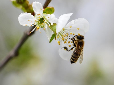 A bee collects nectar from a flower in a village of Ripanj near Belgrade, Serbia, April 9, 2019. Picture taken April 9, 2019. REUTERS/Marko Djurica