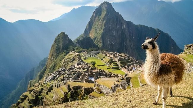 Mengakrabi Llama di Peru