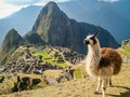 Mengakrabi Llama di Peru