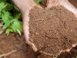 5 Jenis Pupuk yang Bagus untuk Tanaman Cabai Agar Hasil Panen Melimpah