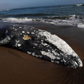 Mengenaskan, Seekor Paus Terdampar Lagi di Pantai California