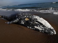 Mengenaskan, Seekor Paus Terdampar Lagi di Pantai California