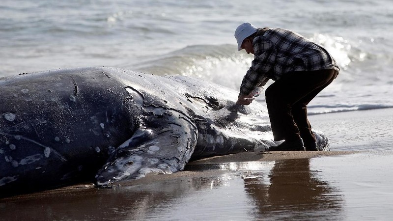Sudah 13 paus yang terdampar di Pantai California, dan para ilmuwan belum tahu alasan banyaknya paus yang mati.