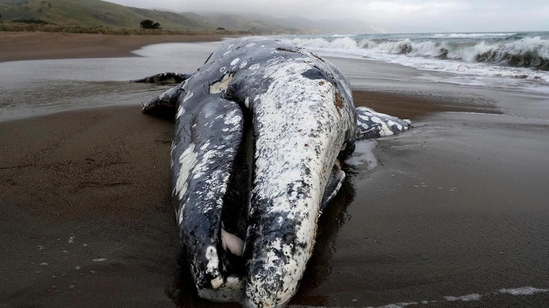 Sudah 13 paus yang terdampar di Pantai California, dan para ilmuwan belum tahu alasan banyaknya paus yang mati.