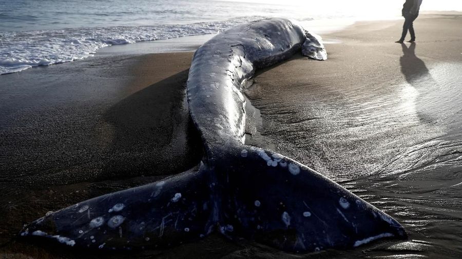 Sudah 13 paus yang terdampar di Pantai California, dan para ilmuwan belum tahu alasan banyaknya paus yang mati.