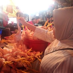 Daging Ayam Berpotensi Naik, Saham Pakan Ternak Mulai Dilirik