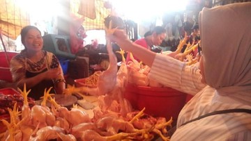 Daging Ayam Berpotensi Naik Saham Pakan Ternak Mulai Dilirik