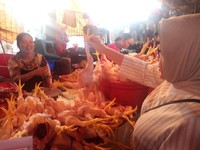 Daging Ayam Berpotensi Naik, Saham Pakan Ternak Mulai Dilirik