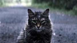 Leo, Aktor Kucing Zombi di 'Pet Sematary' Mati Misterius