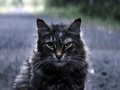 Leo, Aktor Kucing Zombi di 'Pet Sematary' Mati Misterius