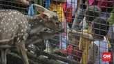 Sampai siang tadi jumlah pengunjung Ragunan mencapai 72 ribu orang. Ia mengatakan pengelola menargetkan kunjungan wisatawan ke Ragunan mencapai 800 ribu selama musim libur Lebaran tahun ini. (CNN Indonesia/Adhi Wicaksono)