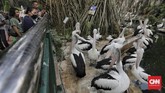 Humas Taman Margasatwa Ragunan, Ketut Widarsana, mengatakan sampai saat ini koleksi binatang yang tercatat di tempat wisata yang memiliki luas 147 hektare itu mencapai 2.183 ekor dari sekitar 220 spesies. Sementara Ragunan juga diisi sedikitnya 52.000 pohon. (CNN Indonesia/Adhi Wicaksono)