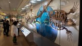 Fosil T.rex memang sudah lama dinanti oleh pihak Museum Smithsonian. Sebelumnya mereka kalah dari Chicago's Field Museum of Natural History dalam penawaran kepemilikan fosil T.rex yang hampir lengkap pada tahun 1997.