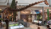 Pemandangan fosil Diplodocus dinosaur skeleton yang dipajang di 'National Fossil Hall'.