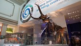 Pekan ini Smithsonian's National Museum of Natural History kedatangan tamu baru, yakni fosil hewan purba Tyrannosaurus rex alias T.rex.