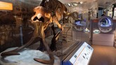 Pemandangan fosil mammoth di 'National Fossil Hall'.