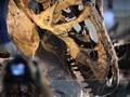 Museum Smithsonian Pamerkan Fosil Purba yang Langka dan Mahal