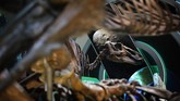 Pameran fosil T.rex ini merupakan sumbangan dari miliarder David Koch sebesar US$35 juta.