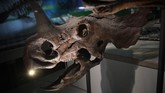Ditempatkan di 'David H. Koch Hall of Fossils Deep Time', pameran baru yang menyertakan T.rex dibuka sejak 4 Juni 2019.