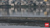 Hampir sepertiga luas waduk Pluit, Jakarta Utara mengalami pendangkalan, dan Pemprov DKI pun melakukan pemeliharaan lewat pengerukan sedimen. (CNN Indonesia/Andry Novelino)