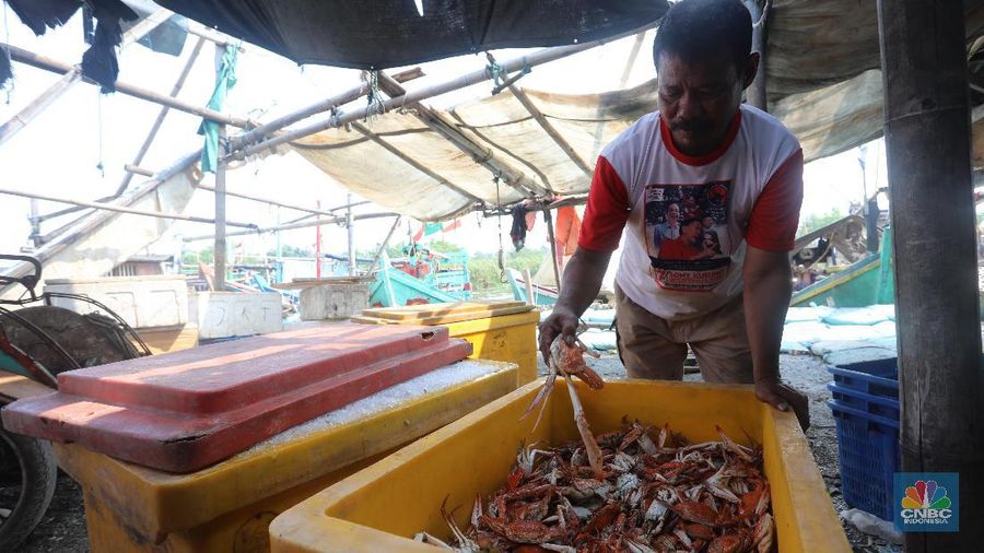 Nelayan Kabupaten Jepara, Jawa Tengah, membudidayakan rajungan dengan membuat tambak di laut guna mengurangi eksploitasi di laut.