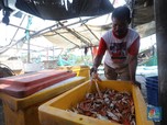Budidaya Rajungan Pulau Panjang yang Hasilkan Cuan