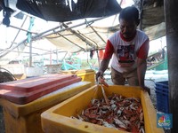 Budidaya Rajungan Pulau Panjang yang Hasilkan Cuan