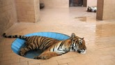 Pada suatu hari yang panas dan lembab di Lahore, Pakistan, seekor harimau berbaring di kolam di dalam kurungan di kebun binatang. (Reuters/Mohsin Raza)