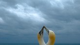 Sepasang burung Gannet (burung laut) berada di tebing di suatu pulau Helgoland di Jerman bagian utara. (AFP/Patrik Stollarz)