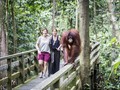 5 Lokasi Wisata Observasi Orangutan