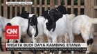 VIDEO: Wisata Budi Daya Kambing Etawa