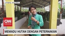 VIDEO: Memadu Hutan Dengan Peternakan (1-5)