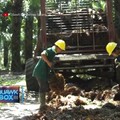 Catatkan Rugi, Saham SSMS Tertinggal Kenaikan Harga CPO Dunia