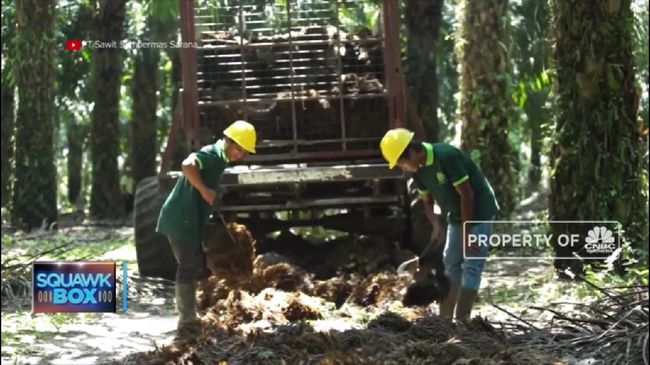 Emiten Ini Dapat Kucuran Rp 5,2 T, Langsung Caplok Perusahaan Sawit